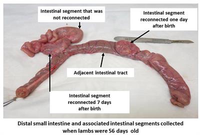 A Novel Animal Model for Regional Microbial Dysbiosis of the Pioneer Microbial Community